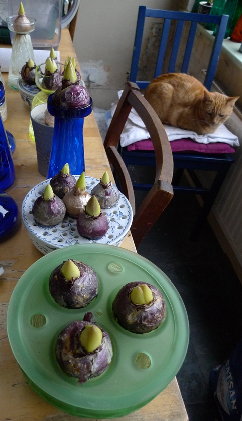 hyacinth vases with hyacinth bulbs out of the dark