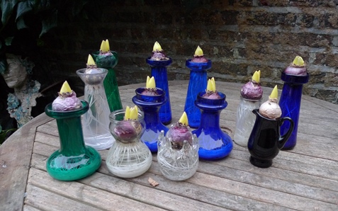 forced hyacinth bulbs in hyacinth vases