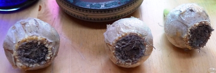 hyacinth bulbs with no roots