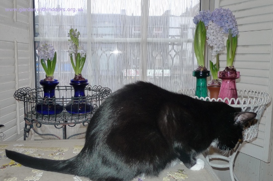 forced hyacinths in hyacinth vases