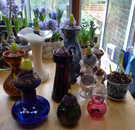 late hyacinth bulbs out of the cellar