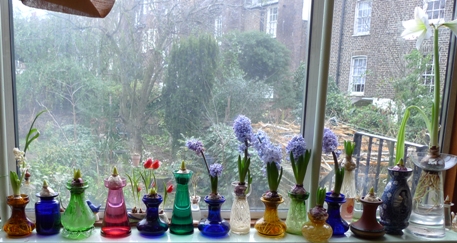 panorama of bulbs end of January 