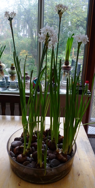 paperwhites over pebbles