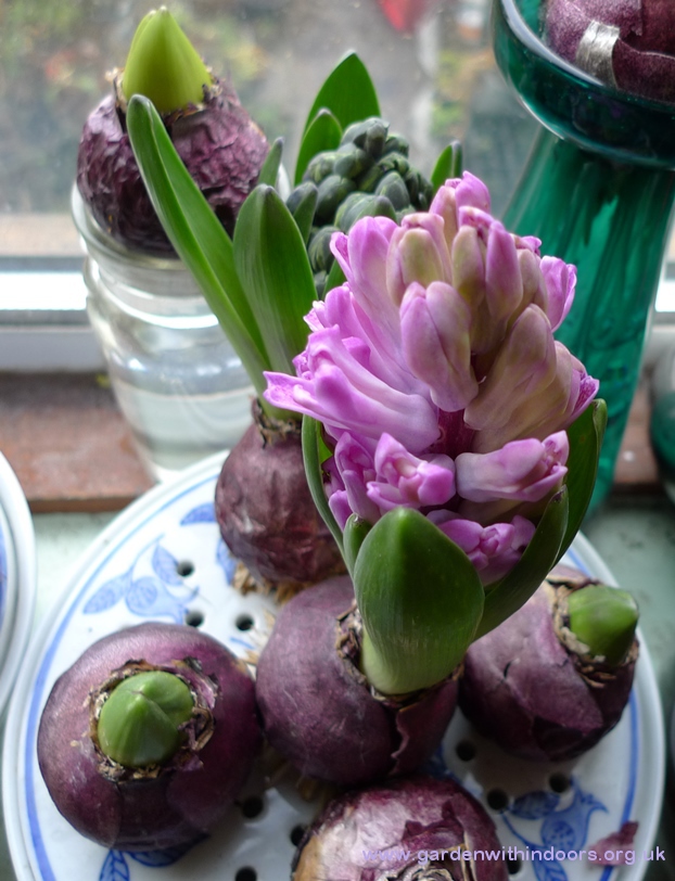 forced hyacinths in bulb bowl