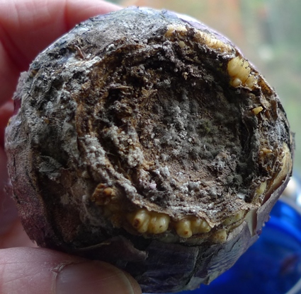 poor hyacinth bulb