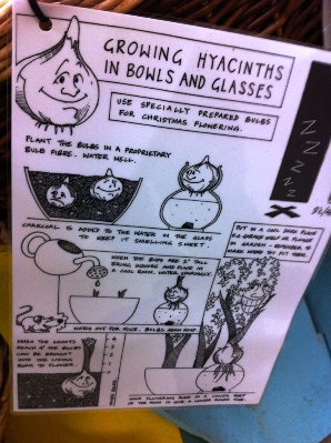 Growing Hyacinths in Bowls and Glasses