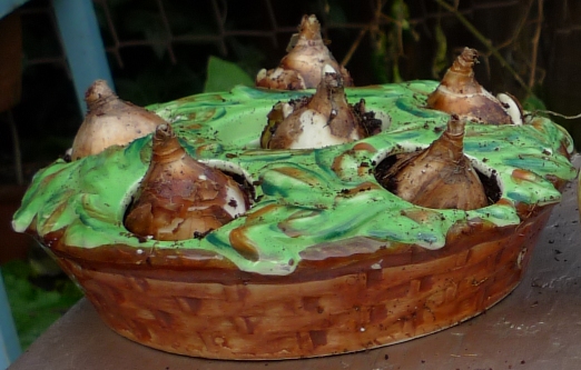 pot with narcissus minnow