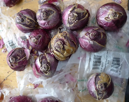 Delft Blue hyacinth bulbs