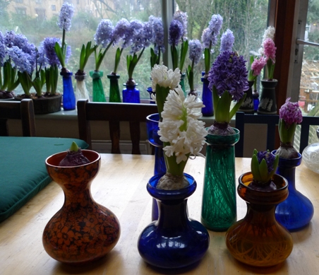 stunted hyacinths