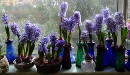 purple hyacinths