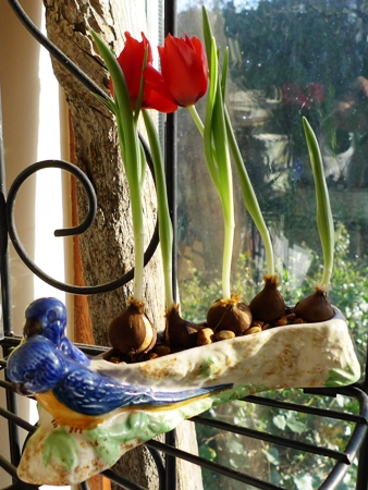 red tulips in Shorter and Son flower trough