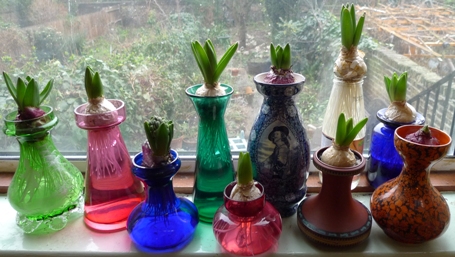 remaining hyacinth bulbs beginning of February