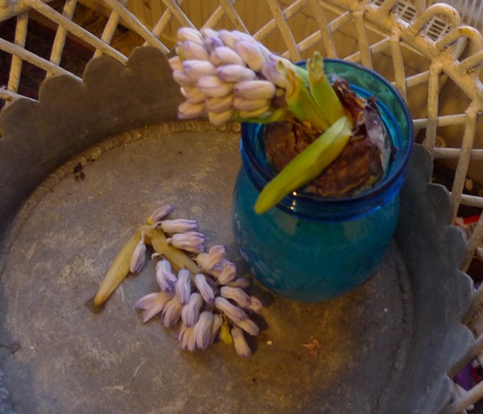 rotted forced Fresco hyacinth