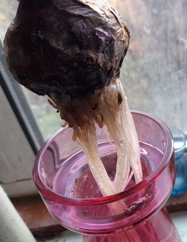 hyacinth rotting roots