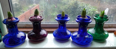hyacinth bulbs in hyacinth vases