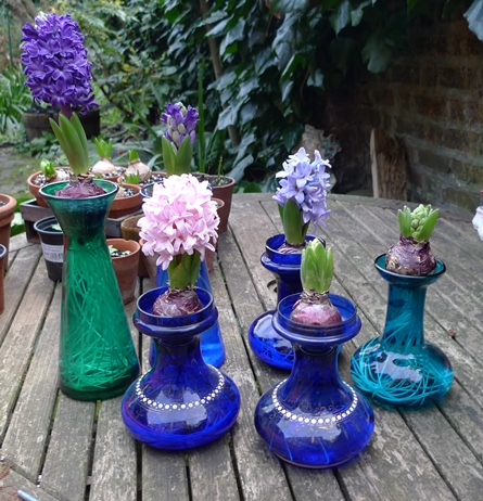 hyacinth bulbs in hyacinth vases