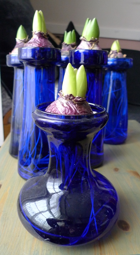 hyacinth bulbs in hyacinth vases