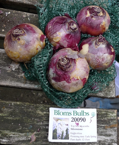 Bloms Silverstone hyacinth bulbs