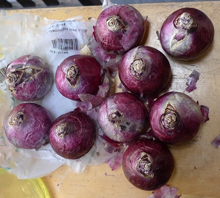 sky jacket hyacinth bulbs