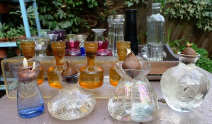 roots of small bulbs