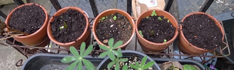 rack of pots planted with bulbs