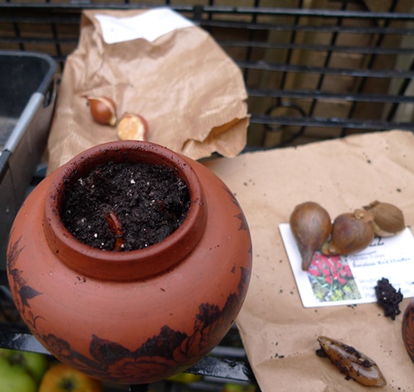 small tobacco jar planted with small tulips