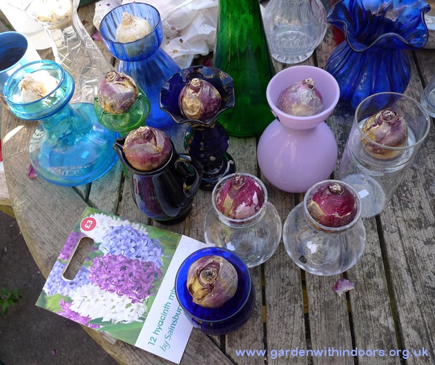 hyacinth bulb forcing in vases