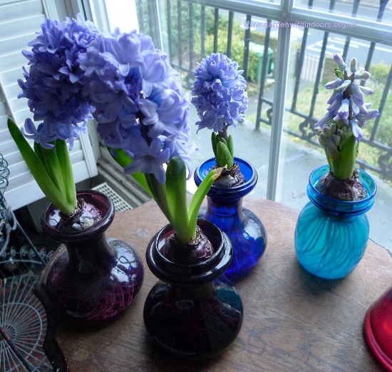forced hyacinths in hyacinth vases