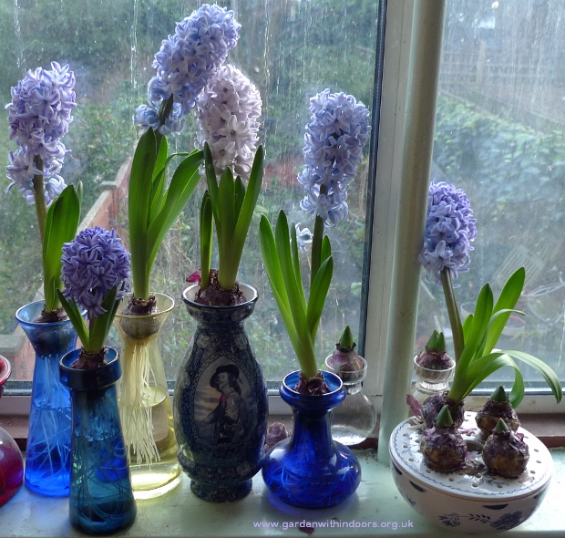 forced hyacinths in hyacinth vases
