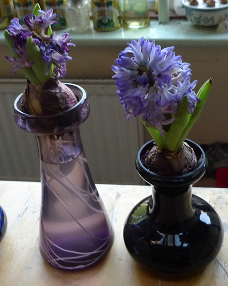 spent Skyline hyacinths