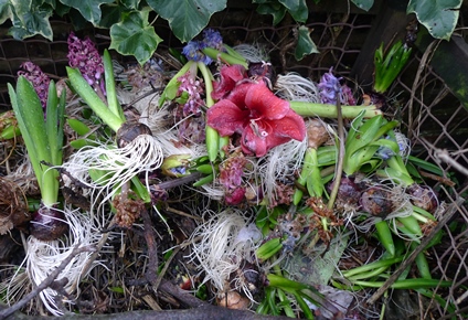 spent hyacinth bulbs