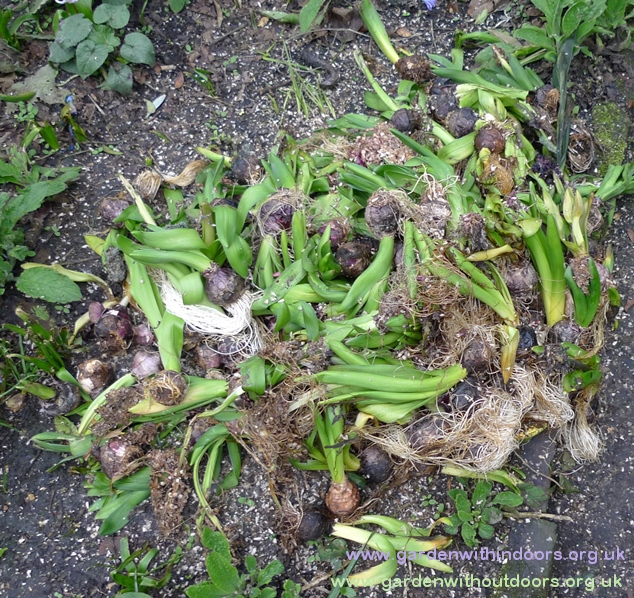 spent hyacinth bulbs