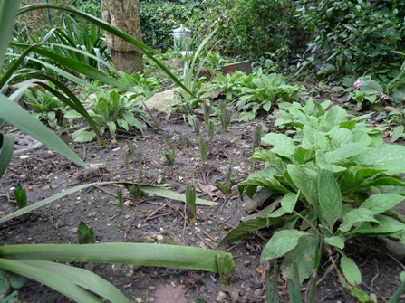 spent forced hyacinths coming up