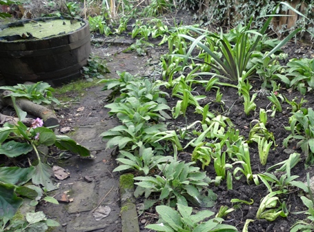 spent hyacinths planted outside
