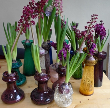 spent forced hyacinths