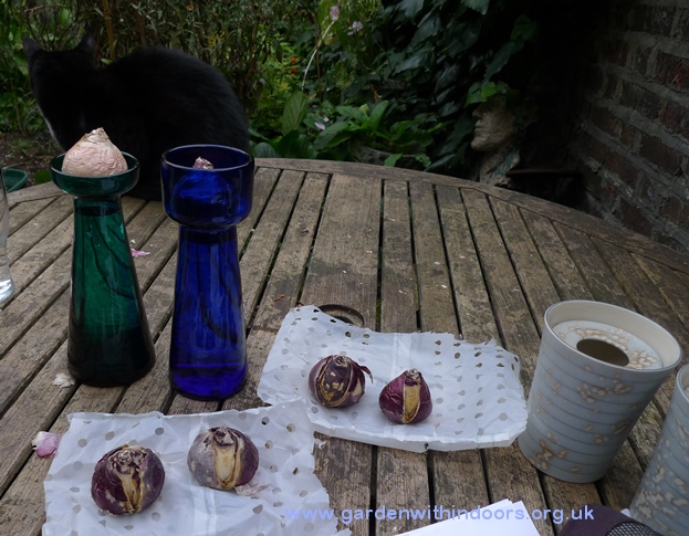 split hyacinth bulbs