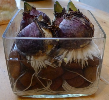 square glass vase with hyacinth bulbs