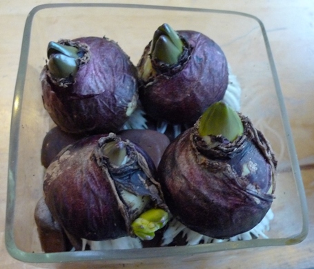 square glass vase used for hyacinth bulbs