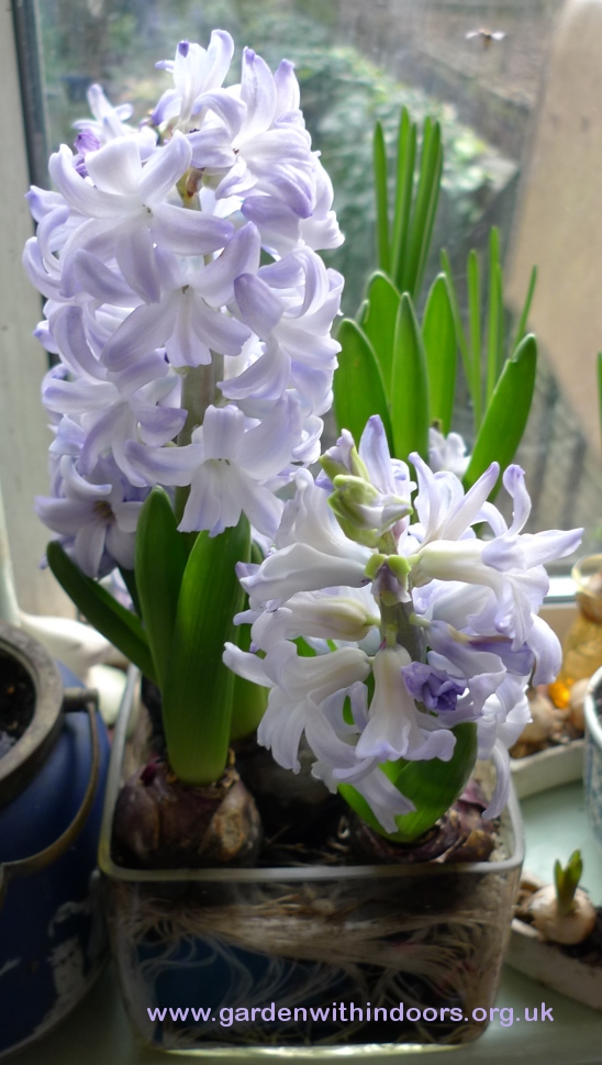 Blue Eyes forced hyacinths