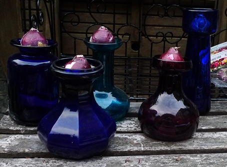 hyacinth vases with hyacinth bulbs