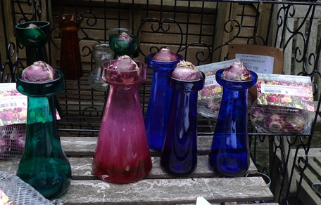 hyacinth vases with hyacinth bulbs