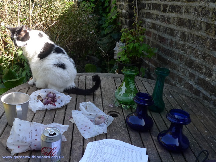 forcing hyacinths for Christmas