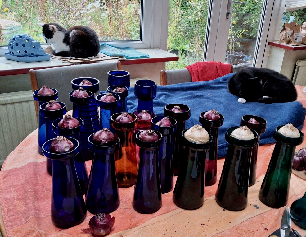 hyacinth forcing antique hyacinth vases