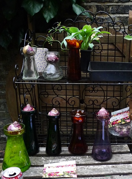 hyacinth bulbs in hyacinth vases