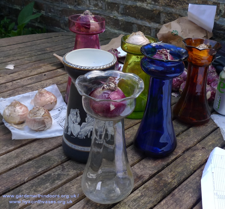 forcing hyacinth bulbs Christmas vase