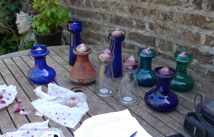 forcing hyacinth bulbs in hyacinth vases for Christmas