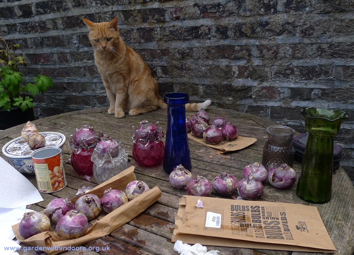 forcing hyacinth bulbs for Christmas