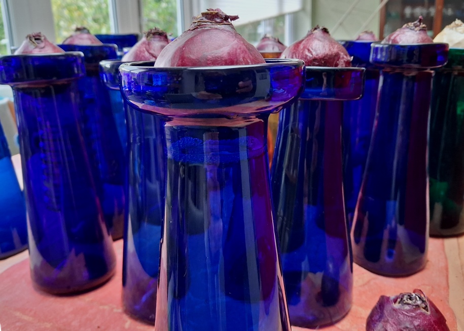 hyacinth forcing antique hyacinth vases