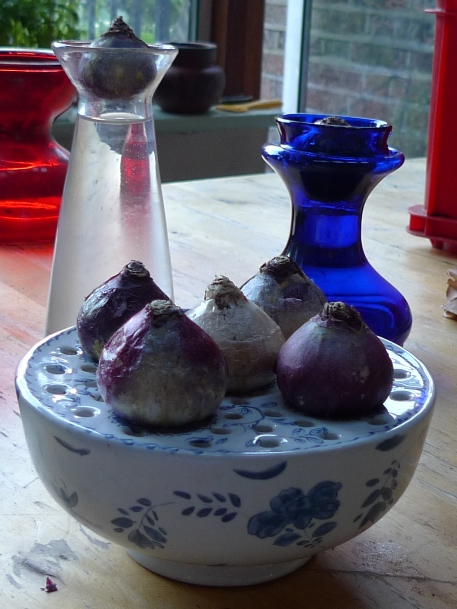 hyacinth bulbs in hyacinth vases