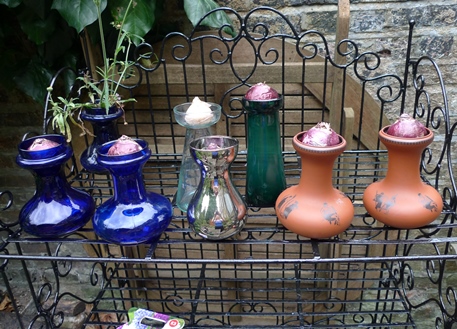 hyacinth vases with bulbs